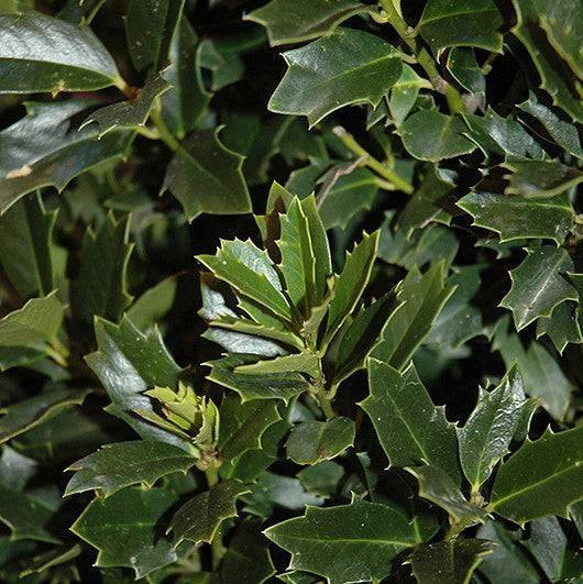 Holly - Oakland™ - 15 gallon - Hicks Nurseries