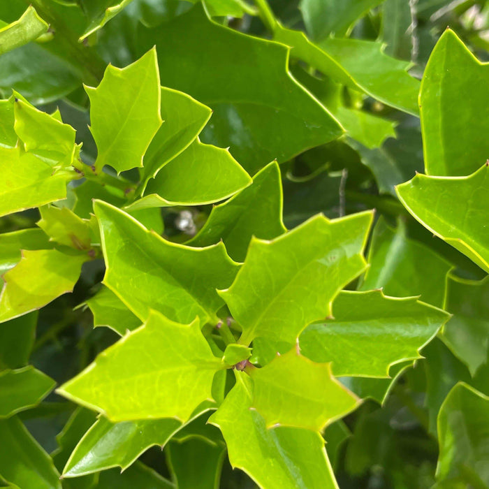 Holly - Oakleaf - 7 gallon - Hicks Nurseries