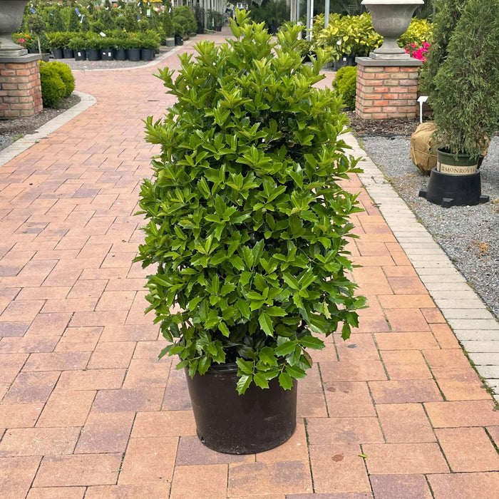 Holly - Oakleaf - 7 gallon - Hicks Nurseries