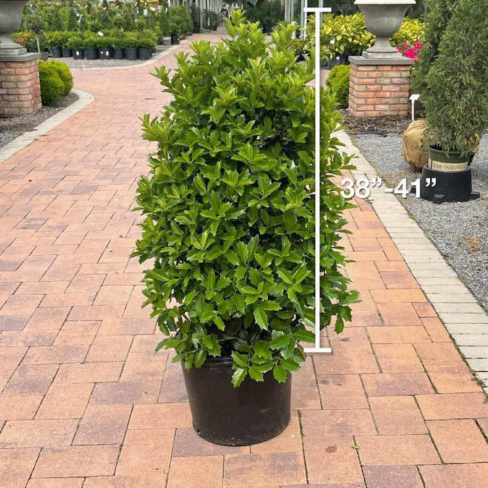 Holly - Oakleaf - 7 gallon - Hicks Nurseries
