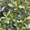 Holly - Shamrock Inkberry - 5 gallon - Hicks Nurseries