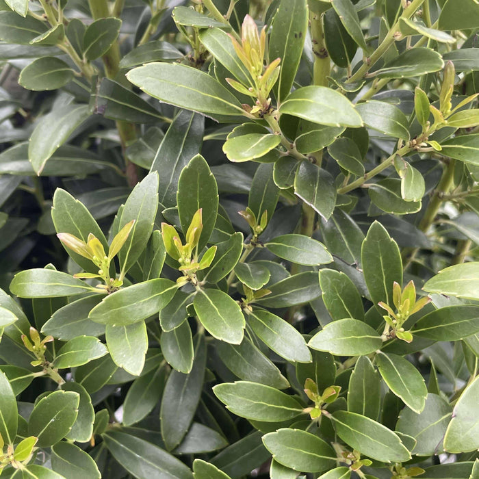 Holly - Shamrock Inkberry - 5 gallon - Hicks Nurseries