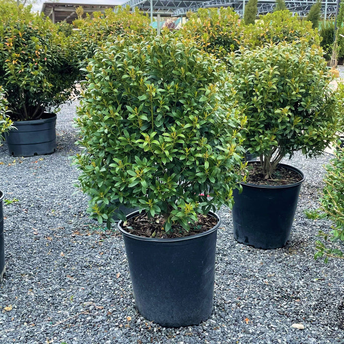 Holly - Shamrock Inkberry - 5 gallon - Hicks Nurseries