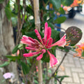 Close-up of Honeysuckle Goldflame (5 gallon) by Pickup & Local Delivery Only—a fragrant vine with pink and red flowers, elongated petals, and lush green leaves, photographed outdoors in natural light.