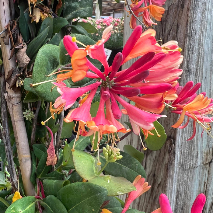 The Honeysuckle - Goldflame (5 gallon, Pickup & Local Delivery Only) displays clusters of vivid pink, red, and orange fragrant blooms among green leaves on a climbing vine, drawing birds and butterflies outdoors.