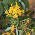 Clusters of vibrant orange Honeysuckle – Mandarin tubular flowers bloom among glossy green leaves on a climbing vine—ideal for adding charm to any cottage-style garden. 5 gallon size. Brand: Pickup & Local Delivery Only.