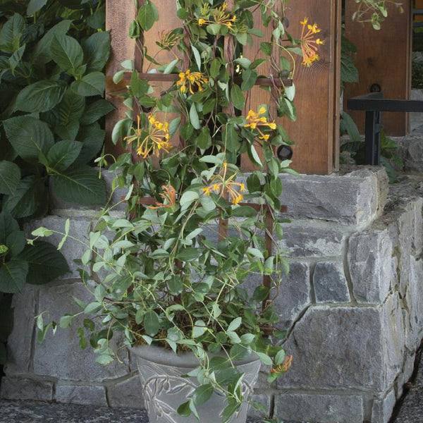 The Honeysuckle – Mandarin (5 gallon) from Pickup & Local Delivery Only climbs a stone wall by a wooden door, its green leaves and yellow-orange tubular flowers adding charm to this cottage-style garden.