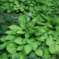 Hosta - Gold Standard - 2 gallon - Hicks Nurseries