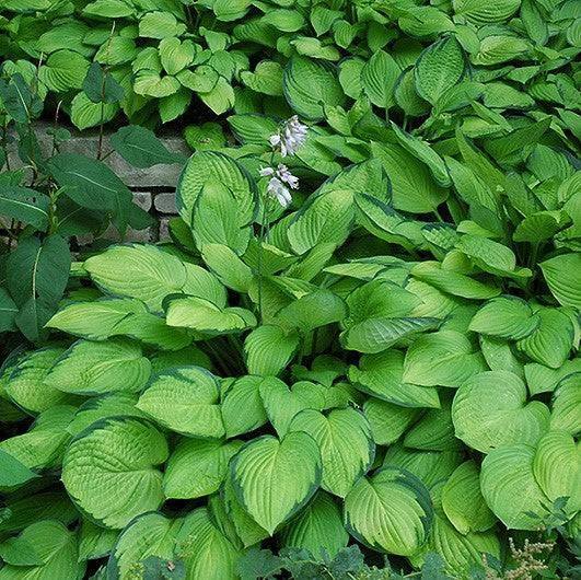 Hosta - Gold Standard - 2 gallon - Hicks Nurseries