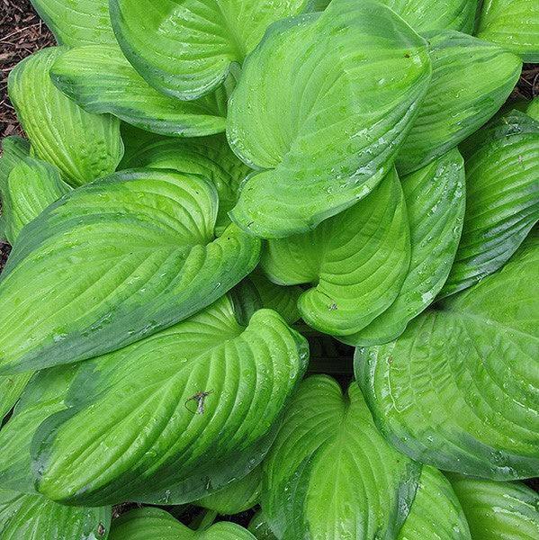 Hosta - Guacamole - 2 gallon - Hicks Nurseries