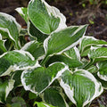 Hosta - Patriot - 1 gallon - Hicks Nurseries
