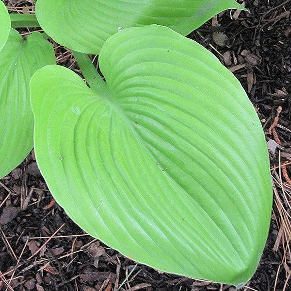 Hosta - Sum and Substance - 2 gallon - Hicks Nurseries