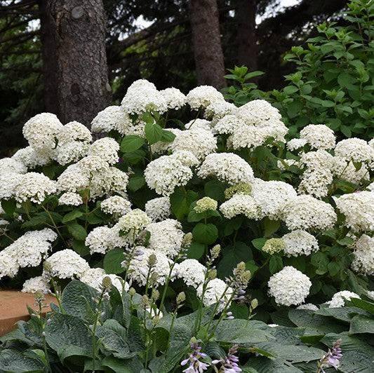 Hydrangea - Annabelle - 3 gallon - Hicks Nurseries