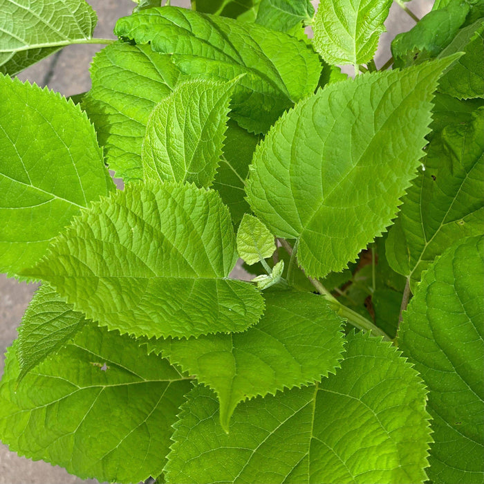 Hydrangea - Annabelle - 3 gallon - Hicks Nurseries