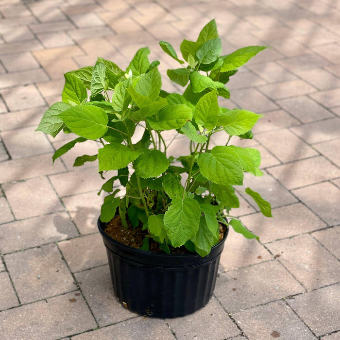 Hydrangea - Annabelle - 3 gallon - Hicks Nurseries