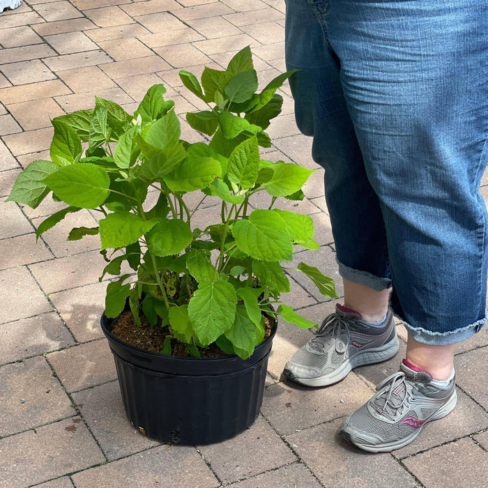 Hydrangea - Annabelle - 3 gallon - Hicks Nurseries