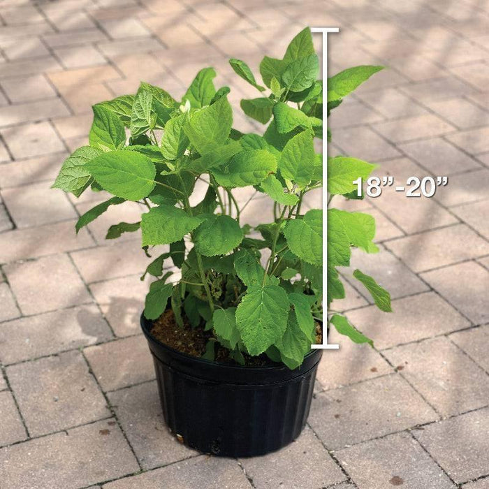 Hydrangea - Annabelle - 3 gallon - Hicks Nurseries