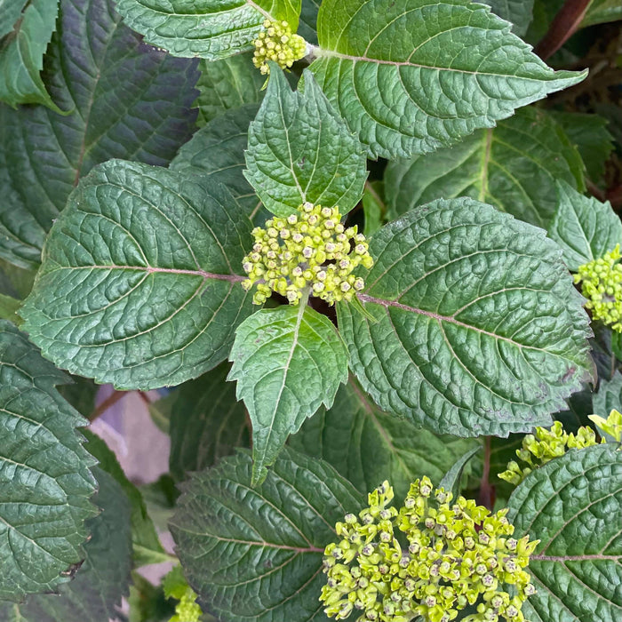 Hydrangea - Bloomstruck - 3 gallon - Hicks Nurseries