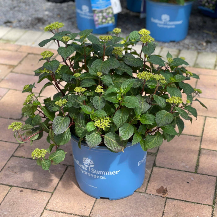 Hydrangea - Bloomstruck - 3 gallon - Hicks Nurseries