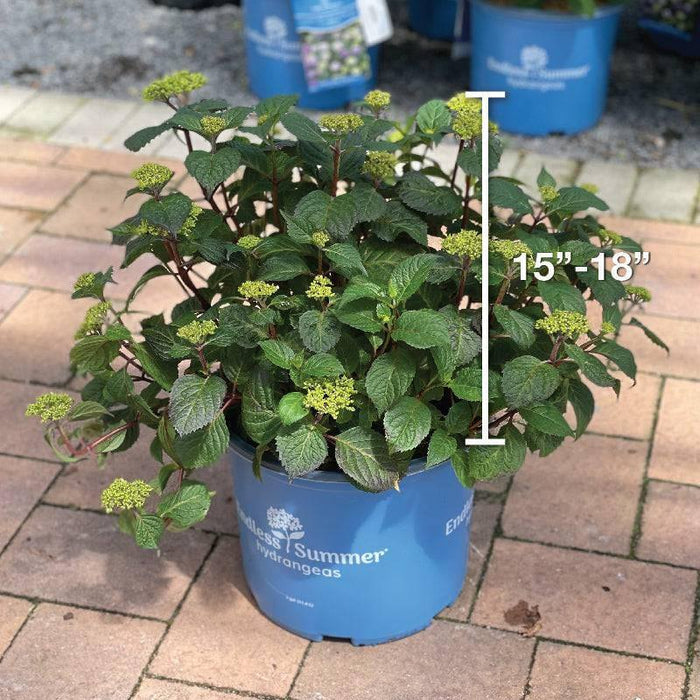 Hydrangea - Bloomstruck - 3 gallon - Hicks Nurseries