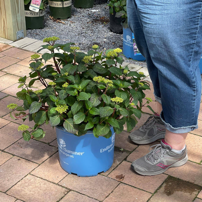 Hydrangea - Bloomstruck - 3 gallon - Hicks Nurseries