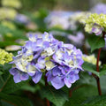 Hydrangea - Bloomstruck® - 5 gallon - Hicks Nurseries