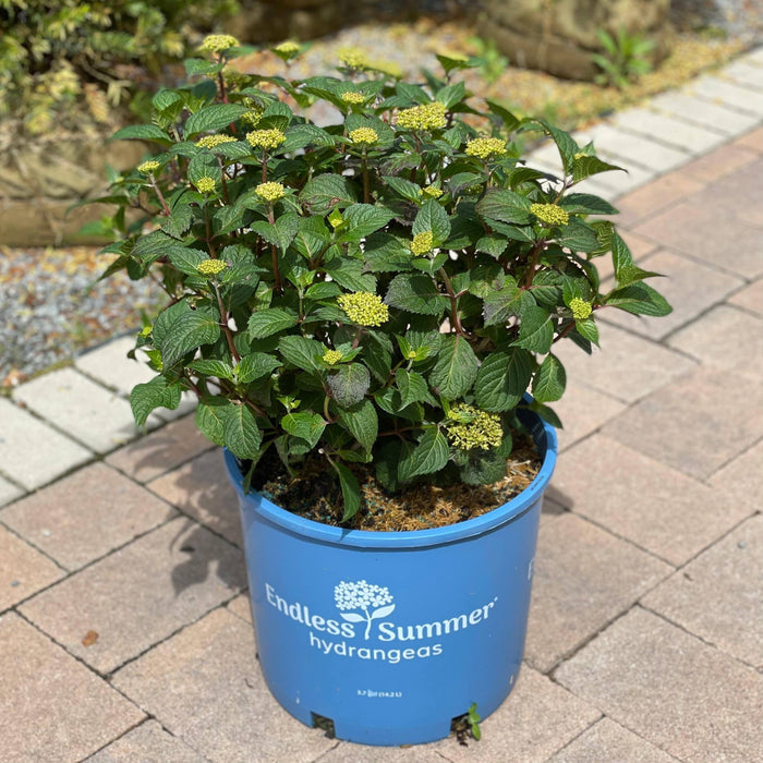 Hydrangea - Bloomstruck® - 5 gallon - Hicks Nurseries