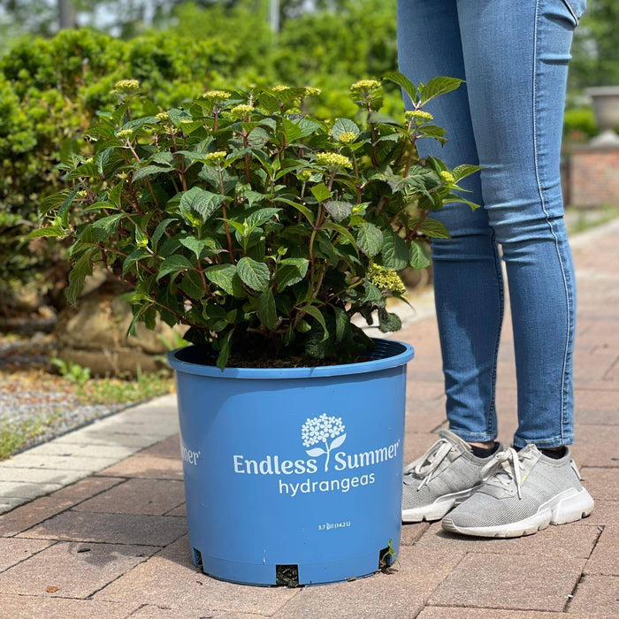 Hydrangea - Bloomstruck® - 5 gallon - Hicks Nurseries
