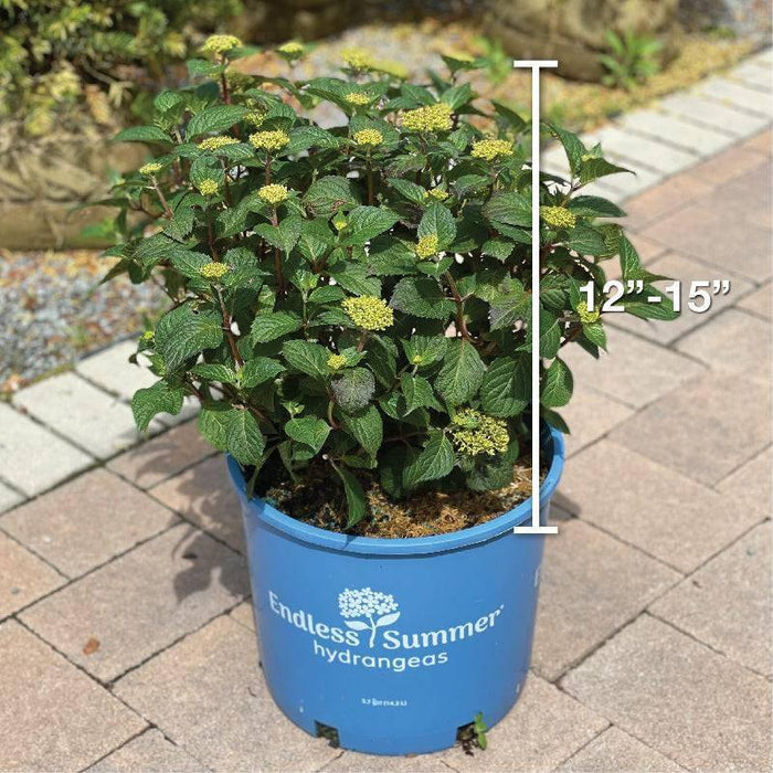 Hydrangea - Bloomstruck® - 5 gallon - Hicks Nurseries