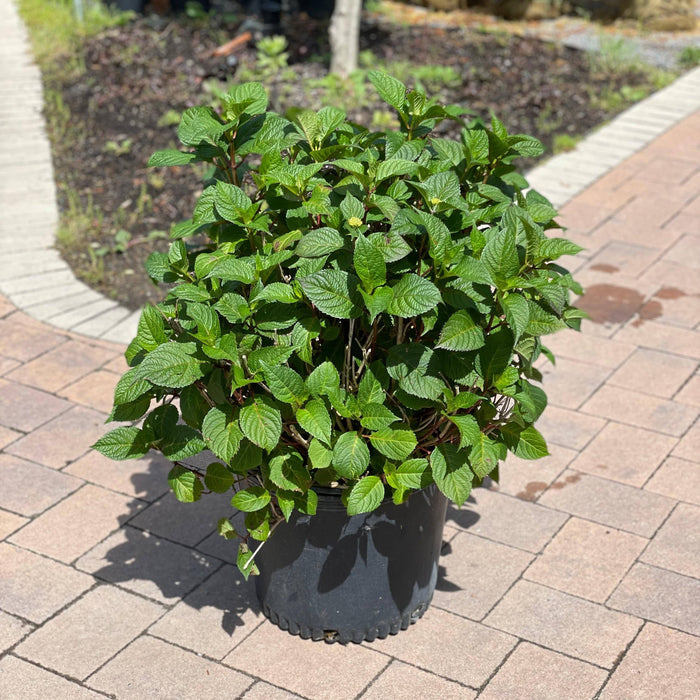 Hydrangea - Bloomstruck® - 7 gallon - Hicks Nurseries