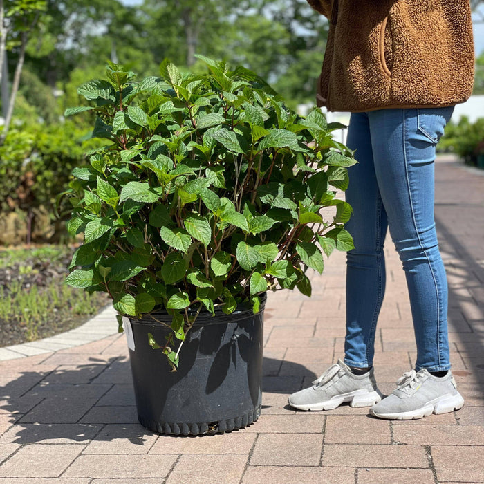 Hydrangea - Bloomstruck® - 7 gallon - Hicks Nurseries