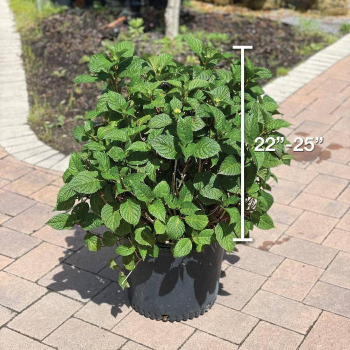 Hydrangea - Bloomstruck® - 7 gallon - Hicks Nurseries
