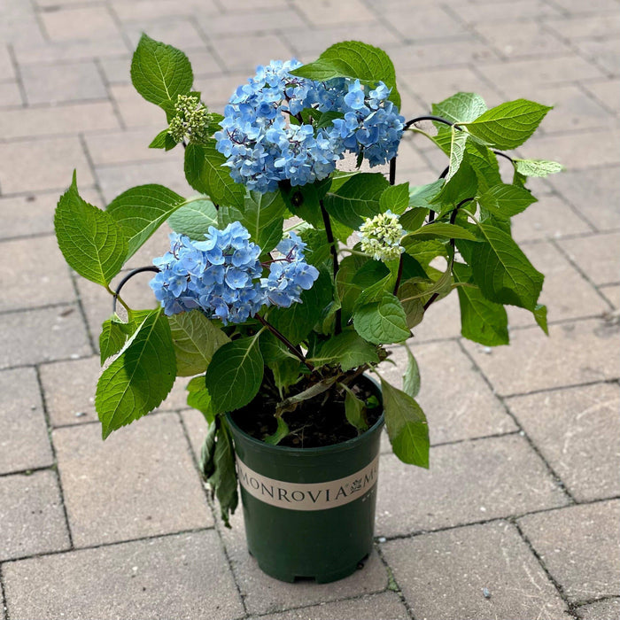 Hydrangea - Blue Enchantress® - 1 gallon - Hicks Nurseries