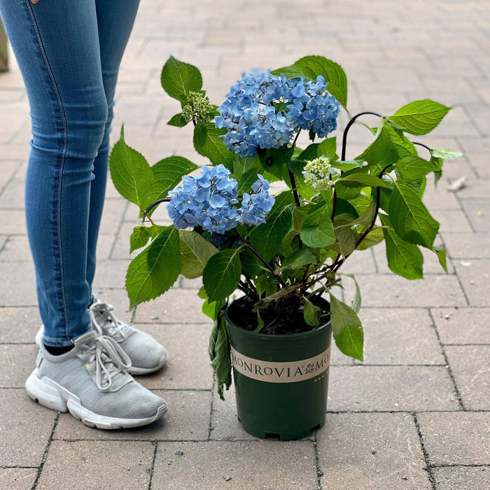 Hydrangea - Blue Enchantress® - 1 gallon - Hicks Nurseries