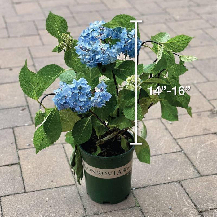 Hydrangea - Blue Enchantress® - 1 gallon - Hicks Nurseries