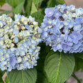Hydrangea - Blue Enchantress® - 5 gallon - Hicks Nurseries