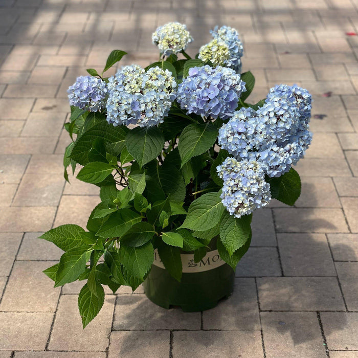 Hydrangea - Blue Enchantress® - 5 gallon - Hicks Nurseries