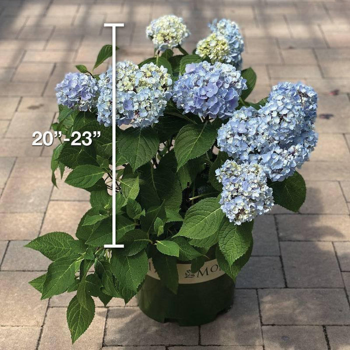 Hydrangea - Blue Enchantress® - 5 gallon - Hicks Nurseries