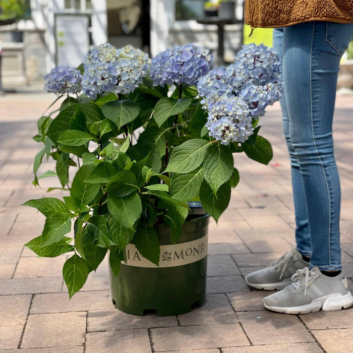 Hydrangea - Blue Enchantress® - 5 gallon - Hicks Nurseries