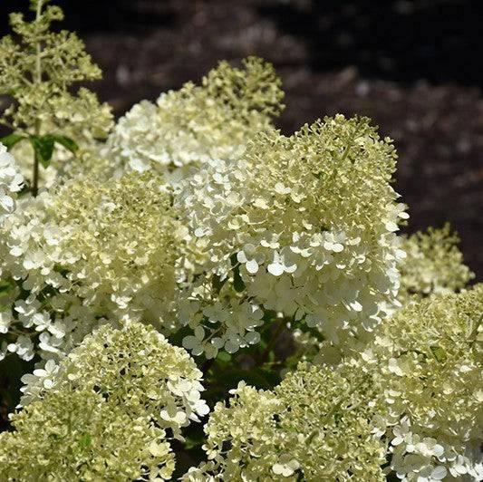 Hydrangea - Bobo® - 3 gallon - Hicks Nurseries