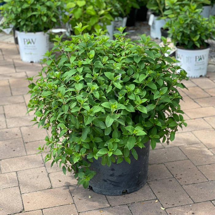 Hydrangea - Bobo® - 7 gallon - Hicks Nurseries