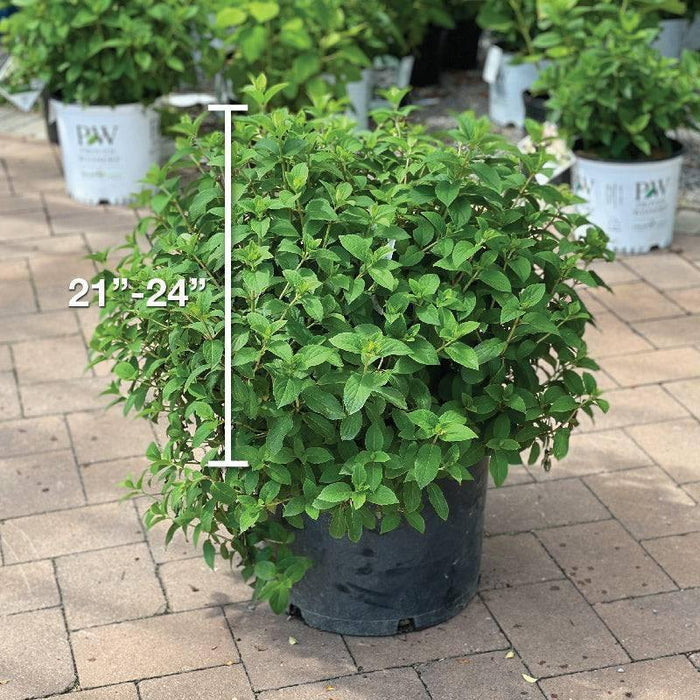 Hydrangea - Bobo® - 7 gallon - Hicks Nurseries
