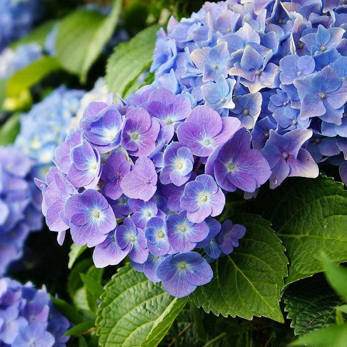 Hydrangea - Endless Summer® - 3 gallon - Hicks Nurseries