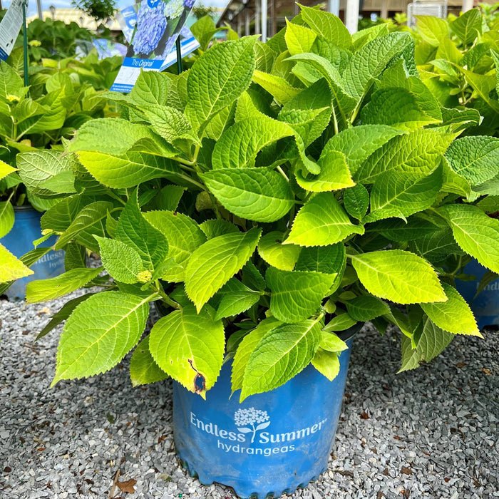 Hydrangea - Endless Summer® - 3 gallon - Hicks Nurseries