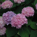 Hydrangea - Endless Summer® - 5 gallon - Hicks Nurseries