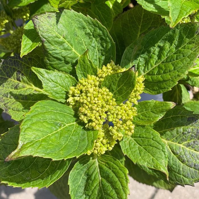 Hydrangea - Endless Summer® - 5 gallon - Hicks Nurseries
