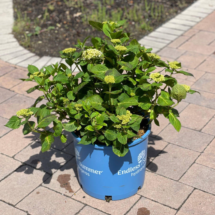 Hydrangea - Endless Summer® - 5 gallon - Hicks Nurseries