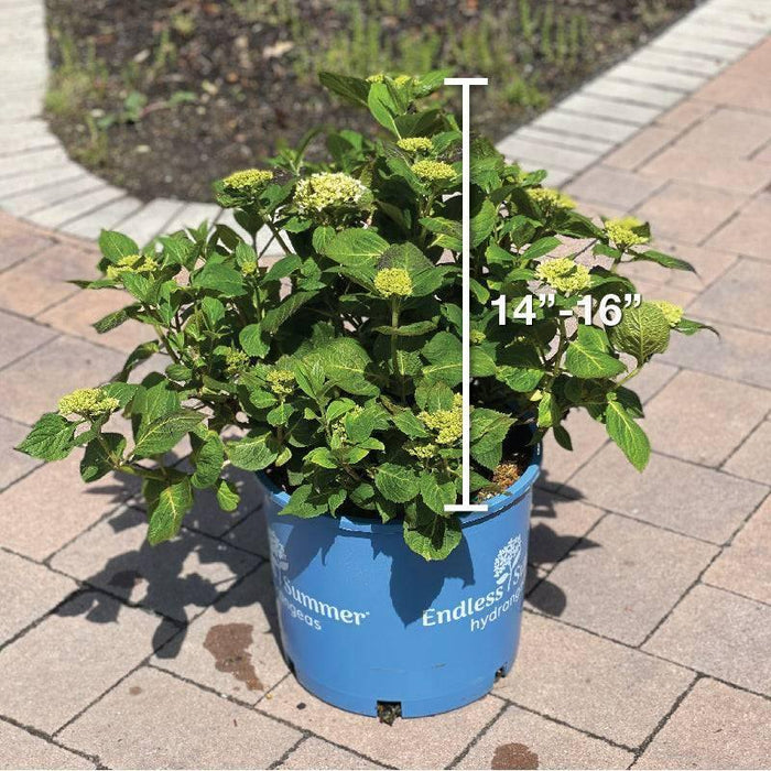 Hydrangea - Endless Summer® - 5 gallon - Hicks Nurseries