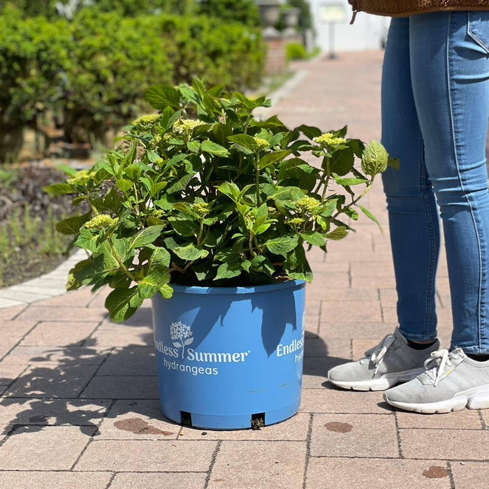 Hydrangea - Endless Summer® - 5 gallon - Hicks Nurseries