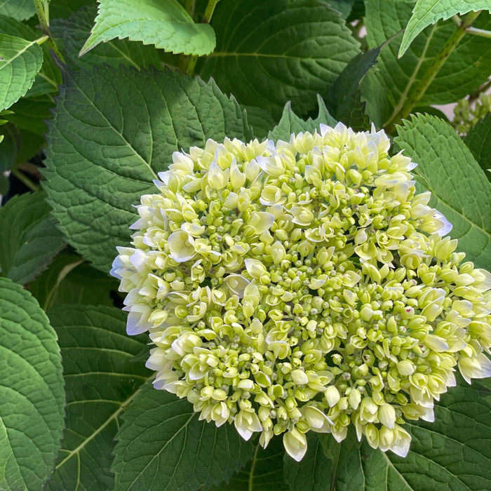 Hydrangea - Endless Summer - 7 gallon - Hicks Nurseries